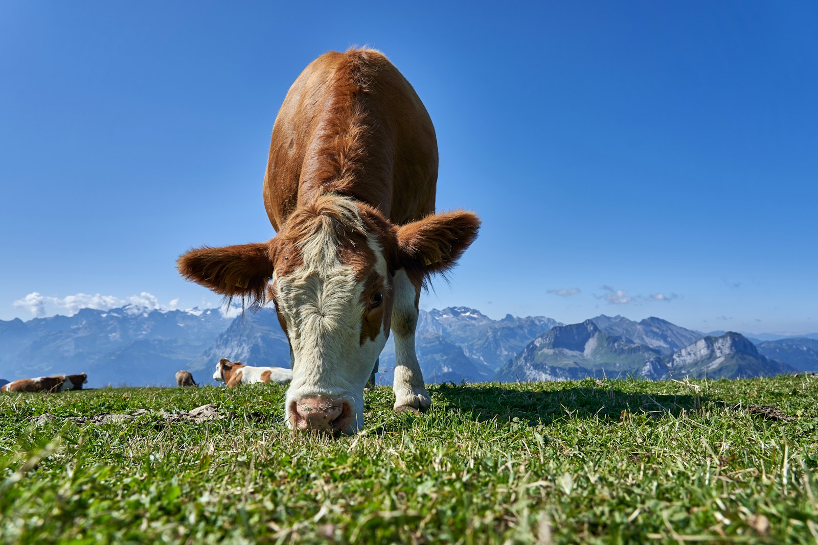 The Argosy Debates: To Save the Climate, Should We Embrace Lab-Grown Meat or Go Vegan?