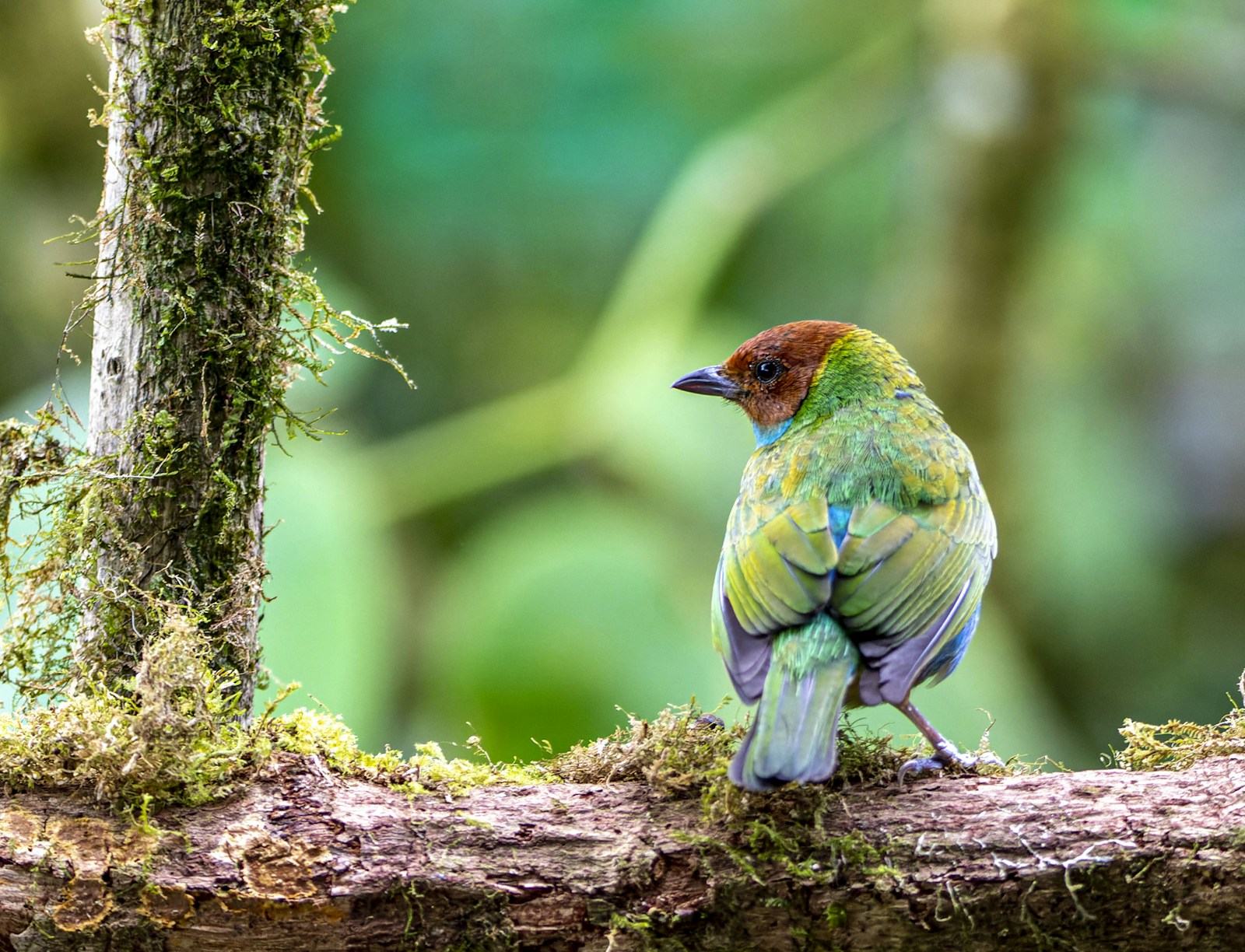 Putting a Price Tag on Nature: The Dangerous Economics of Valuing Biodiversity