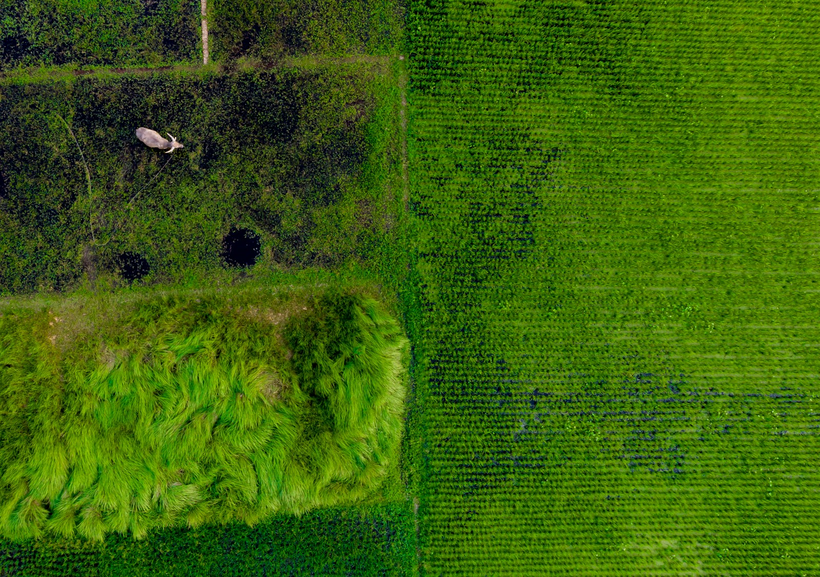 The Quiet Revolution Beneath Our Feet: How Regenerative Agriculture Fights Climate Change